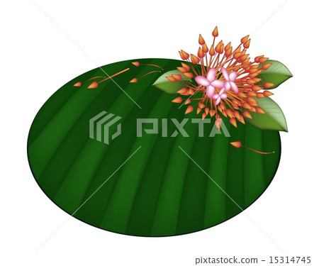 Beautiful Red Ixora Flowers on Banana Leaf 15314745