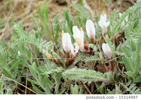 Blooming astragalus in the steppe  15314997