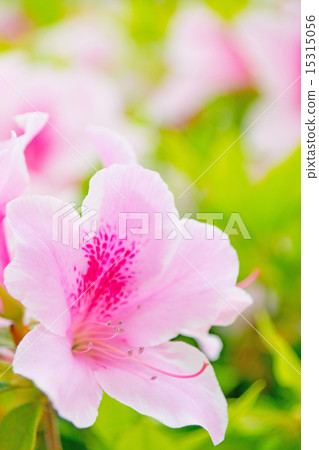 Azalea Azalea 15315056