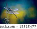 dragonfly 15315477