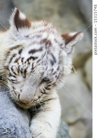 White Tiger Baby 15315748