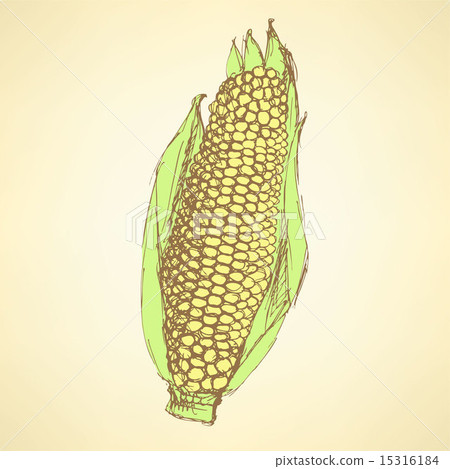Sketch corn cob in vintage style Sketch corn cob in vintage style 15316184