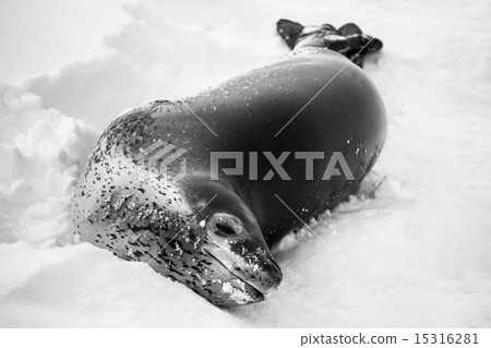 The grey seal The grey seal 15316281