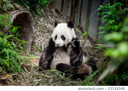 Giant panda 15316346