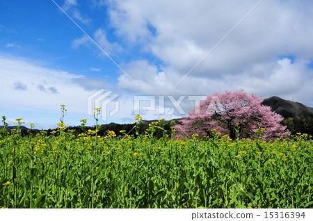 櫻花，強姦花，天空和雲在黑部 15316394