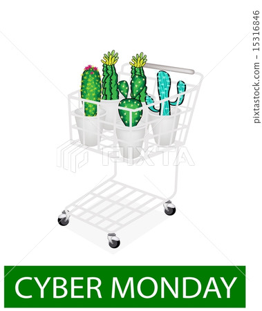 Cactus and Cactus Flowers in Cyber Monday Cactus and Cactus Flowers in Cyber Monday 15316846