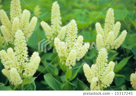 Flowers of Kobaikeisou Flowers of Kobaikeisou 15317245