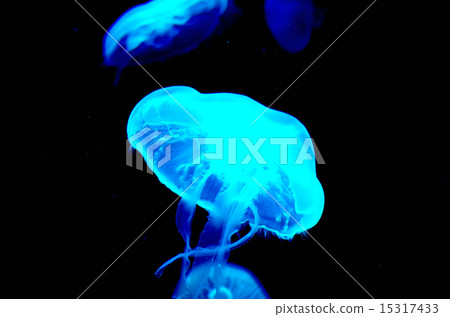 jellyfish jellyfish 15317433