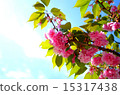 雙櫻花 15317438