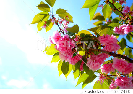 Double cherry blossoms Double cherry blossoms 15317438