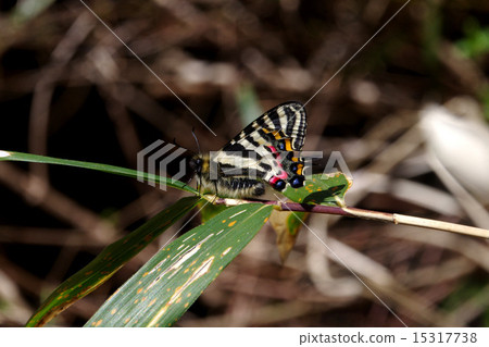 竹葉禮品 竹葉禮品 15317738