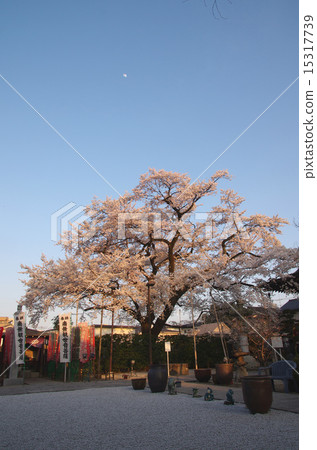 在夕陽下照耀的Daikoji 200歲的櫻花 15317739