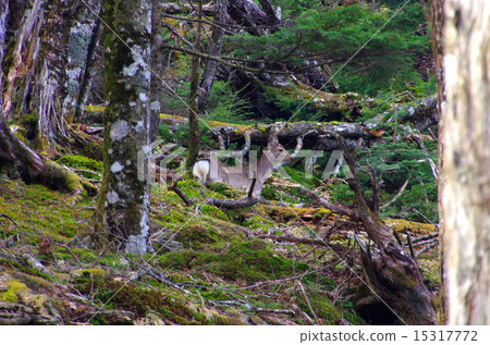 來自雲取山的鹿在高山森林地區行走 15317772