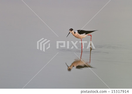 black winged stilt 15317914