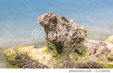 Dried tree root on the beach Dried tree root on the beach 15318092