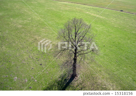 Field and Meadows 15318156