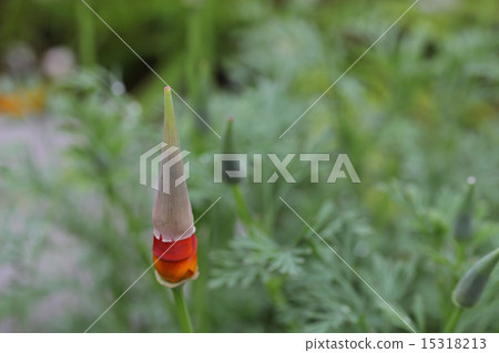 花蕾的芽 花蕾的芽 15318213