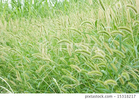 Field series 15318217