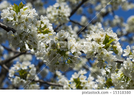 the bee collects nectar from a branch of the blossoming sweet cherry, close up the bee collects nectar from a branch of the blossoming sweet cherry, close up 15318380