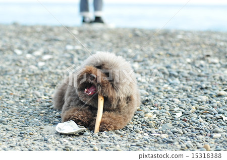 狗在玩具貴賓犬海灘上玩 狗在玩具貴賓犬海灘上玩 15318388