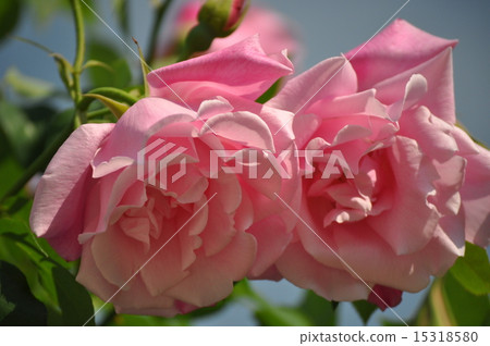 A large array of spanish beauty 15318580