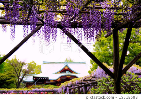 Kameido-jinja Shrine Fujikura Main Hall / Hall富士節（龜戶天滿宮）東京都江東區 15318598