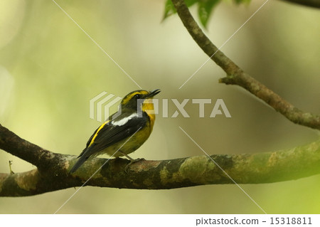 生物鳥類Ryukyu Kibitaki,似乎忙於挑戰領土宣言作為繁殖季節② 生物鳥類Ryukyu Kibitaki,似乎忙於挑戰領土宣言作為繁殖季節② 15318811