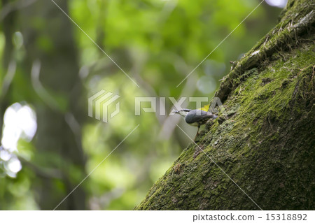 Goblin in the forest Goblin in the forest 15318892