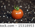 蕃茄 15318953