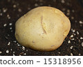 土豆 15318956