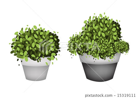 Green Trees in Terracotta Flower Pots Green Trees in Terracotta Flower Pots 15319111