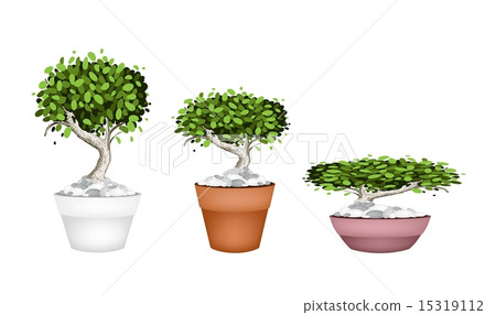 Set of Bonsai Tree in Ceramic Pots Set of Bonsai Tree in Ceramic Pots 15319112