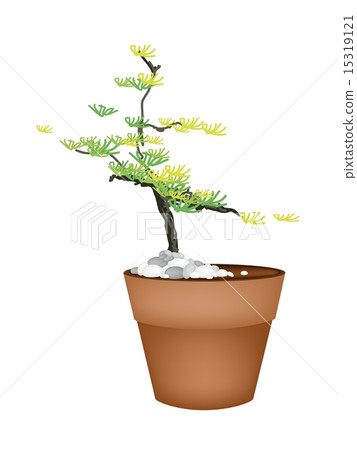 A Beautiful Spruce Tree in Flower Pots A Beautiful Spruce Tree in Flower Pots 15319121