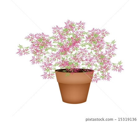 A Lovely Pink Flowering Plants in Flower Pot A Lovely Pink Flowering Plants in Flower Pot 15319136