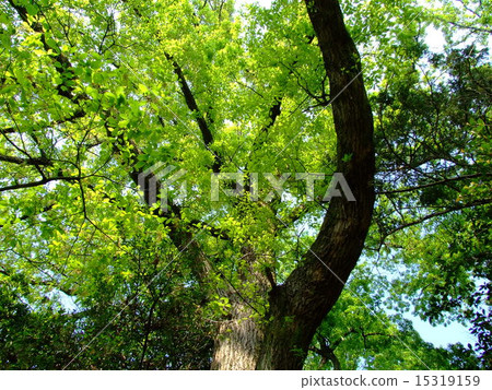 Quercus tree 15319159