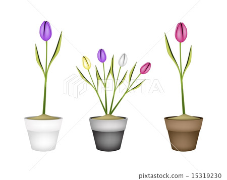 Fresh Tulip Flowers in Three Ceramic Pots 15319230