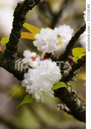Double cherry blossoms 15319246