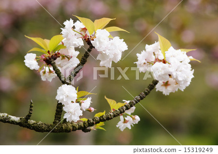 Double cherry blossoms 15319249