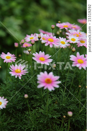 Pink marguerite 15319292