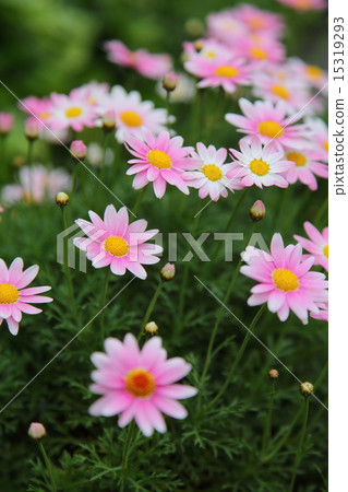 Pink marguerite 15319293