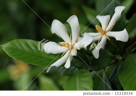 Nature plants Gardenia, in the Nansei Islands a large number is growing in the forest. Early summer Bloom large and prominent flowers 15319334