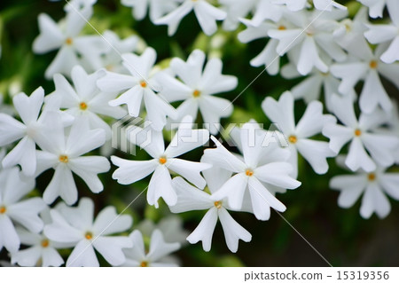 青苔泥漿特寫鏡頭 15319356