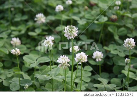 White clover White clover 15321575