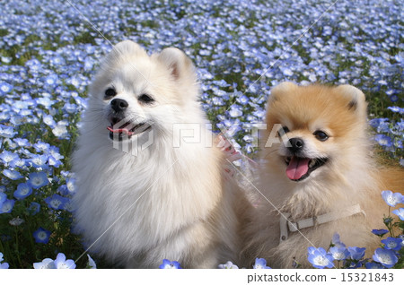 Nemophila 2015 Nemophila 2015 15321843