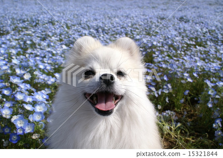 Nemophila 2015 Nemophila 2015 15321844