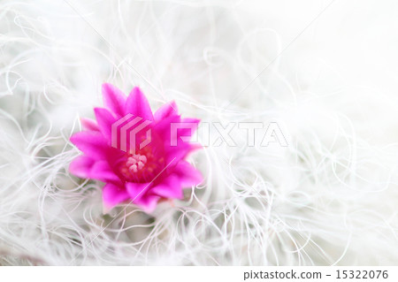 仙人掌花-1 15322076