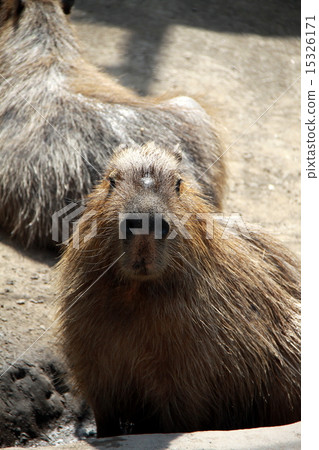 Capybara 15326171