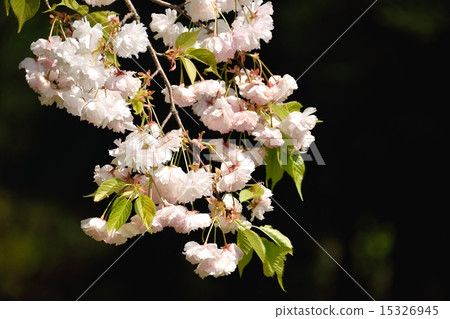 雙櫻桃花的特寫材料 雙櫻桃花的特寫材料 15326945