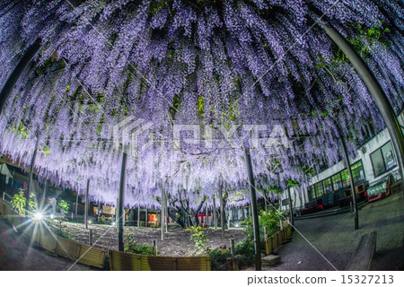Wisteria of Gifu Hashima · Takefeno Bessho 15327213