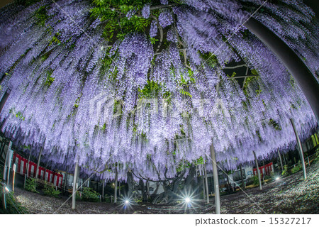 Wisteria of Gifu Hashima · Takefeno Bessho 15327217